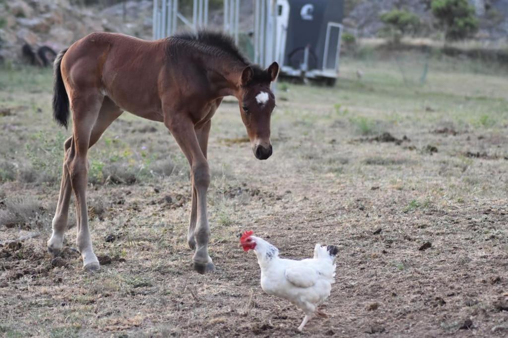 Gite A La Ferme Avec Jacuzzi Et Sauna Villefloure Exterior foto